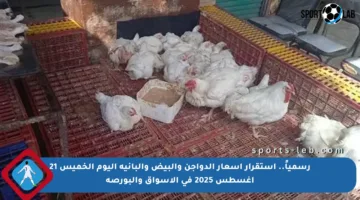 رسمياً.. استقرار أسعار الدواجن والبيض والبانية اليوم الخميس 21 أغسطس 2025 في الأسواق والبورصة